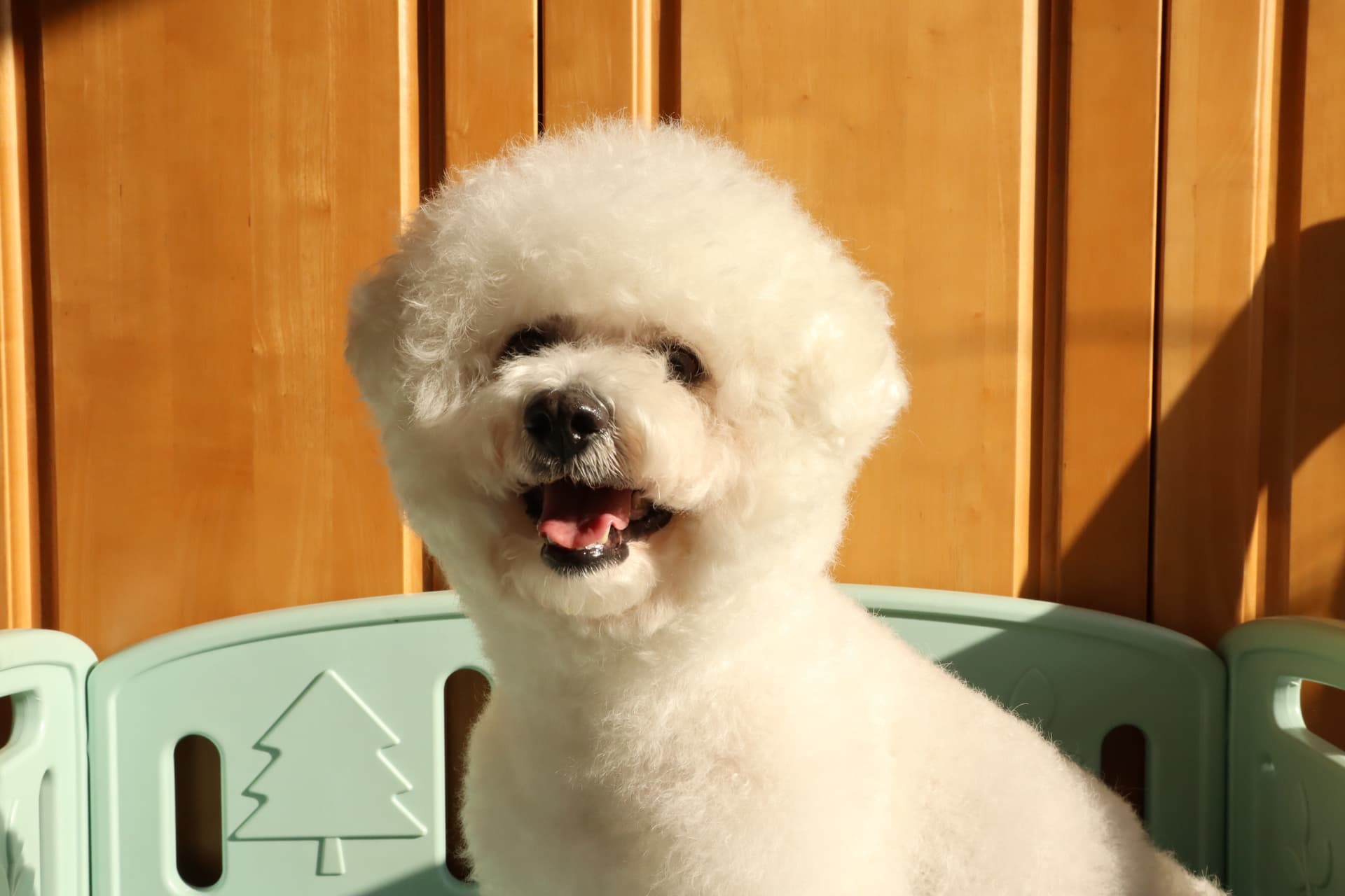 我的小狗